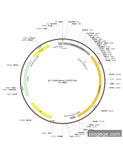 pT7-SVV(virus)-5UTR-Fluc