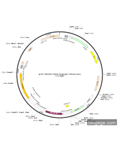 pLV2-TRE3GS-CHI3L1(human)-TetOne-Puro