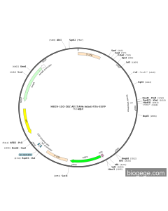 MSGV-1D3-28Z All ITAMs intact-P2A-EGFP