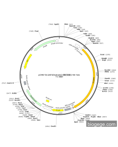 pCMV-DLGAP5(human)(1synonymous mutations)-HA-Neo