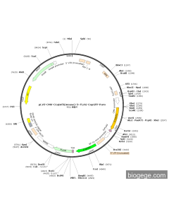 pLV3-CMV-C1qtnf3(mouse)-3×FLAG-CopGFP-Puro