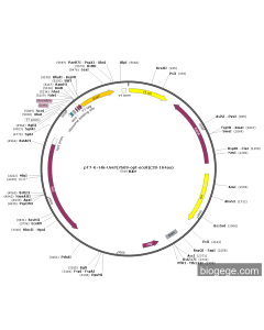pT7-6×His-UvsY(rb69-opt-ecoli)(28-164aa)