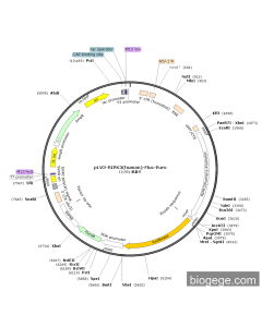 pLV3-RIPK3(human)-Fluc-Puro