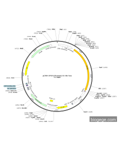 pCMV-SYVN1(human)-8×His-Neo