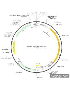 pNRF2(human)-Fluc-hPEST-Neo
