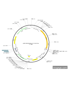 pCMV-MEF2A(rat)-2-3×FLAG-Neo