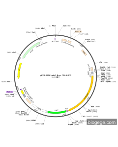pLV3-ISRE-minP-Fluc-T2A-EGFP