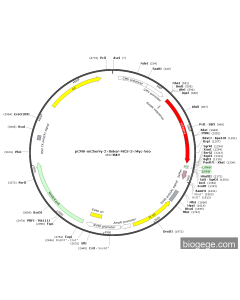 pCMV-mCherry-2×Linker-MCS-3×Myc-Neo