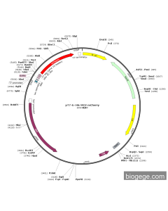 pT7-6×His-MCS-mCherry