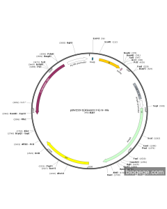 pBV220-E(KleenX174)-6×His