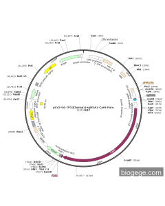 pLV3-U6-TP53(human)-sgRNA1-Cas9-Puro