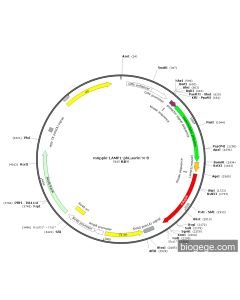 mApple-LAMP1-phLuorin-N-8