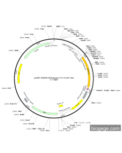 pCMV-ZDHHC19(human)-2-3×FLAG-Neo