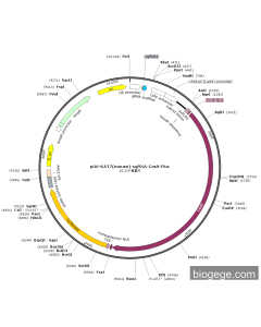 pU6-KAT7(mouse)-sgRNA-Cas9-Fluc