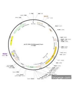 pLV3-CMV-PLAU(human)-Puro