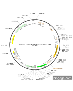 pLV3-CMV-PDCD1LG2(human)-8×His-CopGFP-Puro
