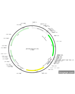 pIB-EGFP-MCS-V5-6×His