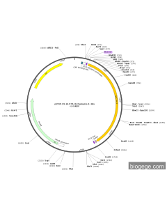 pJ23119-SLC7A11(human)-6×His