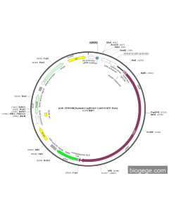 pU6-ZFP69B(human)-sgRNA2-Cas9-EGFP-Puro