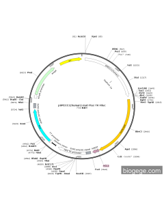 pSPECC1(human)-mut-Fluc-TK-Rluc