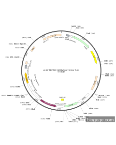 pLV2-TRE3GS-X(HBV56)-TetOne-Puro