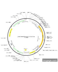 pCMV-MMP28(human)-3×FLAG-Neo