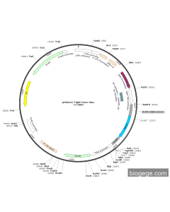 pRetroX-Tight-Puro-Gluc