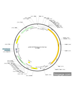 pCMV-MTTP(human)-8×His-Neo