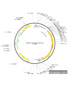 pmiR494-3P(mouse)-mut-Fluc
