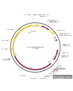 pT7-6×His-dCas9-dCas12a