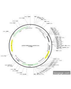 pCMV-PSME4(pig)-circRNA-Neo