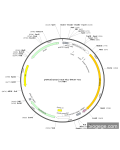 pNRF2(human)-mut-Fluc-hPEST-Neo