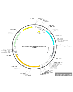 pSV40-hRluc-PDCD4(human)-3UTR-TK-Fluc
