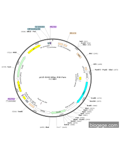 pLV3-SV40-hRluc-PGK-Puro