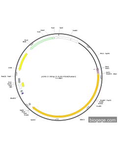 pCAG-2×Strep-3×FLAG-PIGG(human)