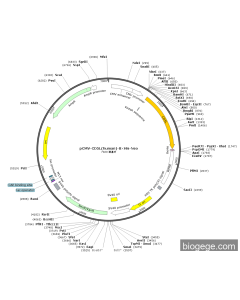 pCMV-CD5L(human)-8×His-Neo