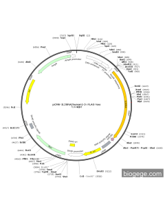 pCMV-IL20RA(human)-3×FLAG-Neo