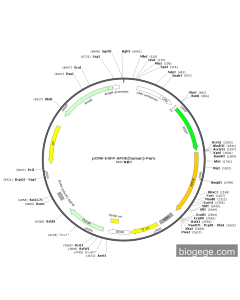 pCMV-EGFP-APOE(human)-Puro