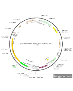 pLV2-TRE3GS-EGFP-TBC1D15(human)-TetOne-Puro
