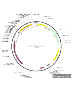 pT7-RPP25(human)-6×His