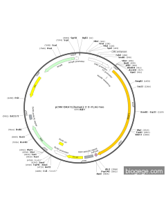 pCMV-BRAT1(human)-2-3×FLAG-Neo