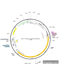 pCAG-2×Strep-3×FLAG-PIGO(human)