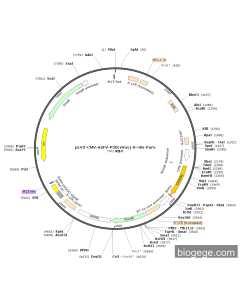 pLV3-CMV-ASFV-P30(virus)-8×His-Puro