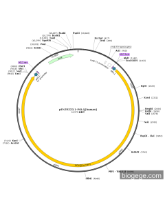 pENTR223.1-POLQ(human)