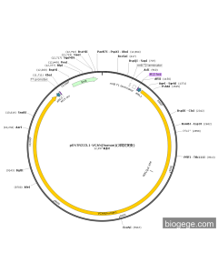 pENTR223.1-VCAN(human)(2synonymous mutations)
