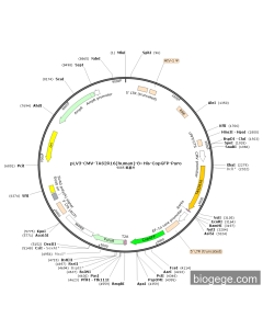 pLV3-CMV-TAS2R16(human)-8×His-CopGFP-Puro