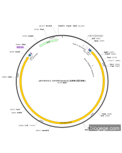 pENTR223.1-IGF2R(human)(1point mutation1synonymous mutations)