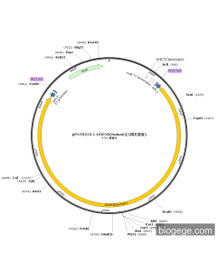 pENTR223.1-DOP1B(human)(1synonymous mutations)