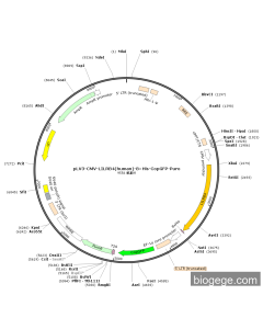 pLV3-CMV-LILRB4(human)-8×His-CopGFP-Puro