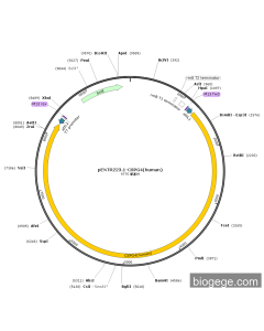 pENTR223.1-CSPG4(human)